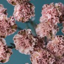 Гвоздика Винтаж - с доставкой по Минску - миниатюра