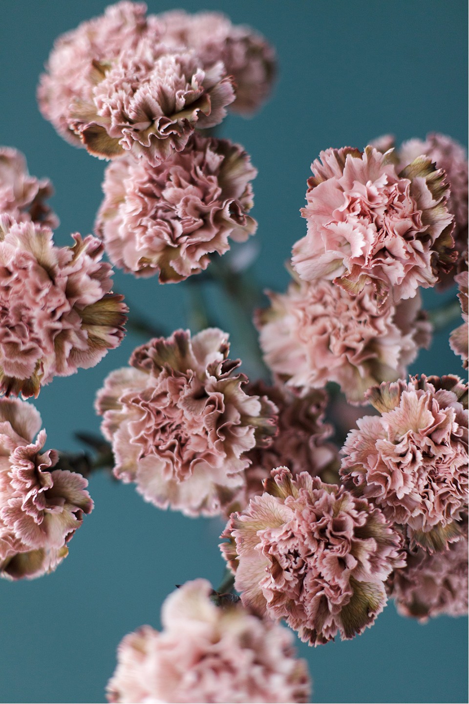 Гвоздика Винтаж - с доставкой по Минску