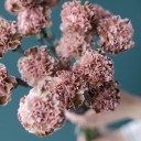 Гвоздика Винтаж - с добавлением зелени - миниатюра 