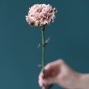 Гвоздика Винтаж - миниатюра