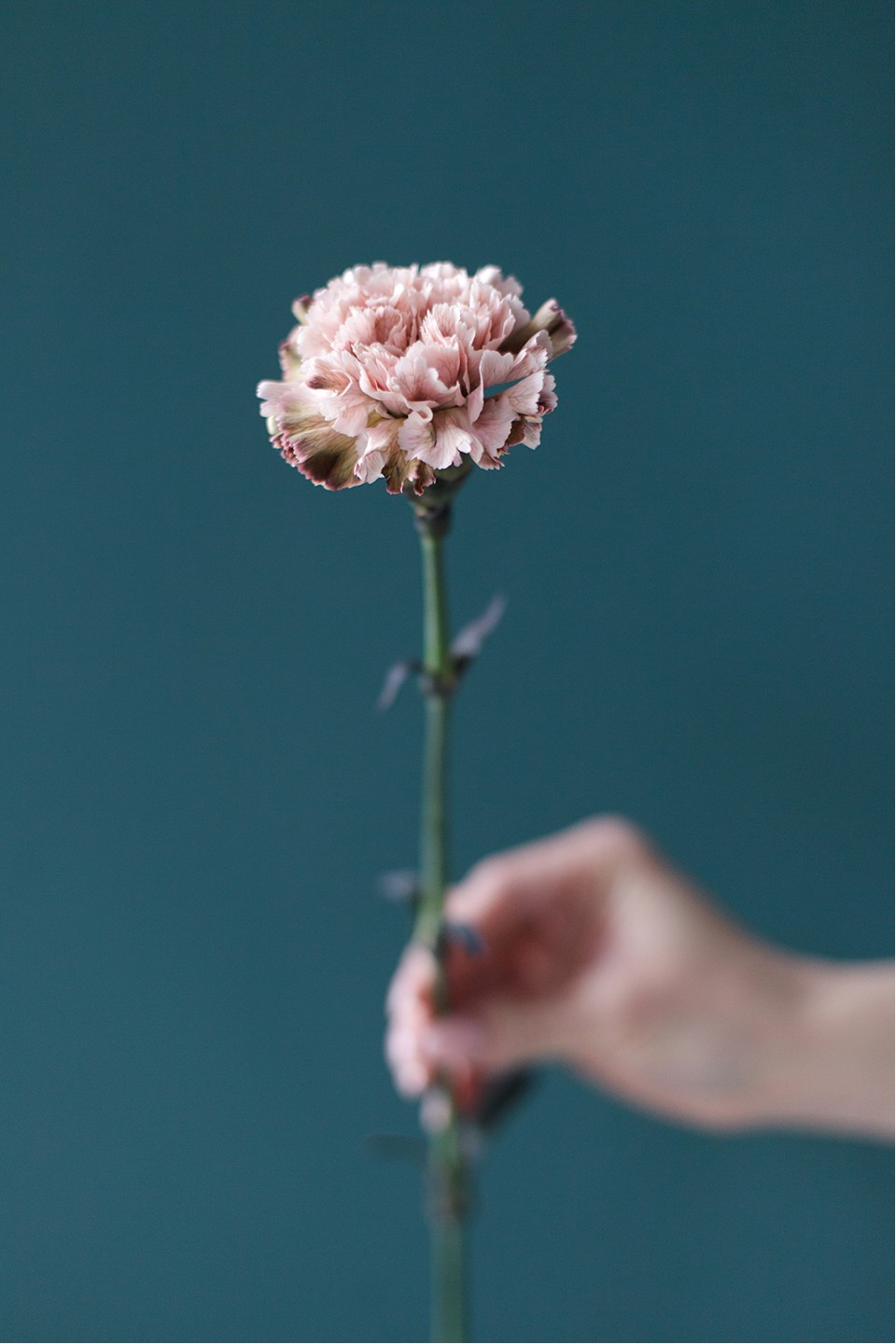 Гвоздика Винтаж