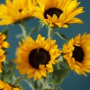 Подсолнух - с добавлением зелени - миниатюра 