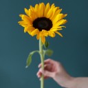 Подсолнух - с доставкой по Минску - миниатюра