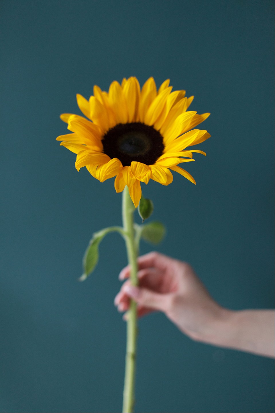 Подсолнух - с доставкой по Минску