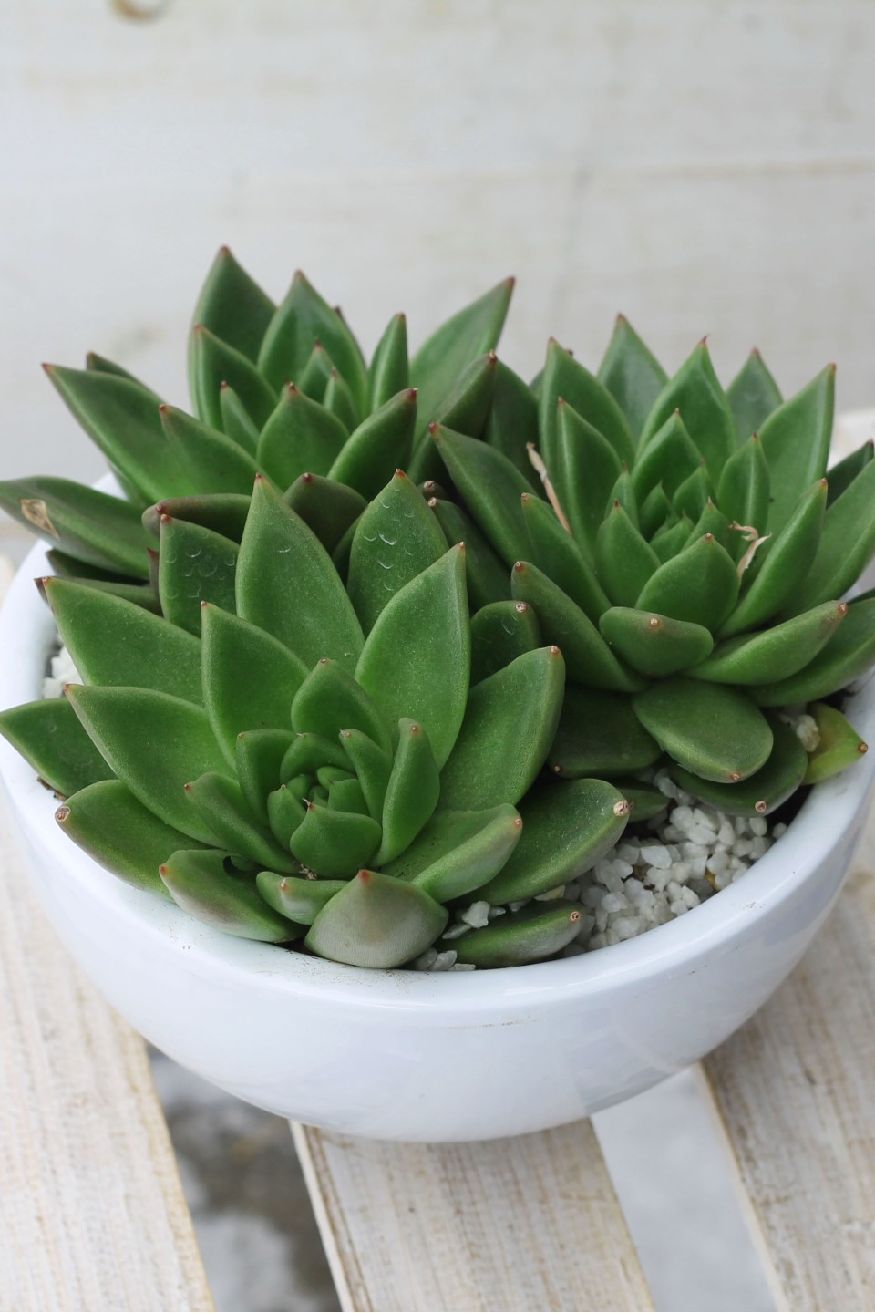 Эхеверия тройка (Echeveria)