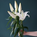 Лилия - миниатюра