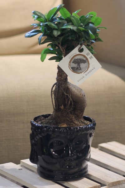 Фикус женьшень  (Ficus Ginseng In Buddha)
