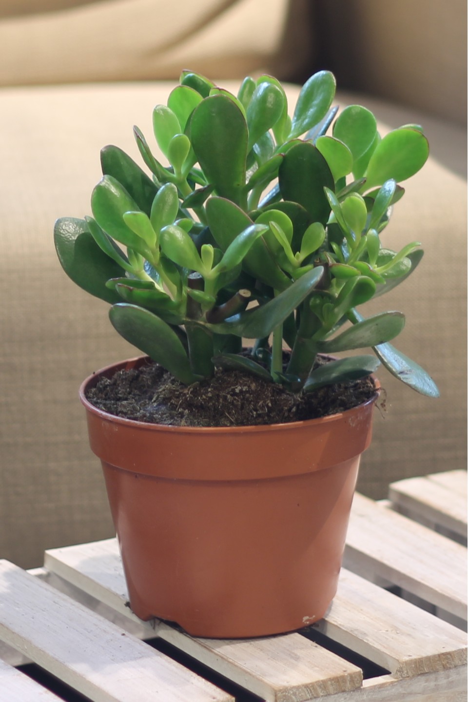 Крассула овальная (Crassula Ovata) 25 см