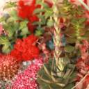 Флорариум Алый сад - подарочное оформление - миниатюра