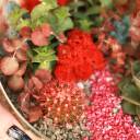 Флорариум Алый сад - с добавлением зелени - миниатюра 