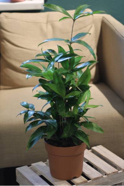 Драцена Суркулоза (Dracaena Surculosa)