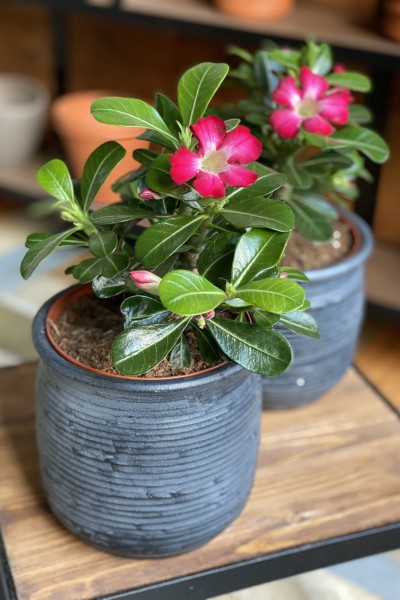 Адениум (Adenium) 15 см