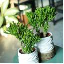 Крассула Хоббит (Crassula Hobbit) 10 см - подарочное оформление - миниатюра