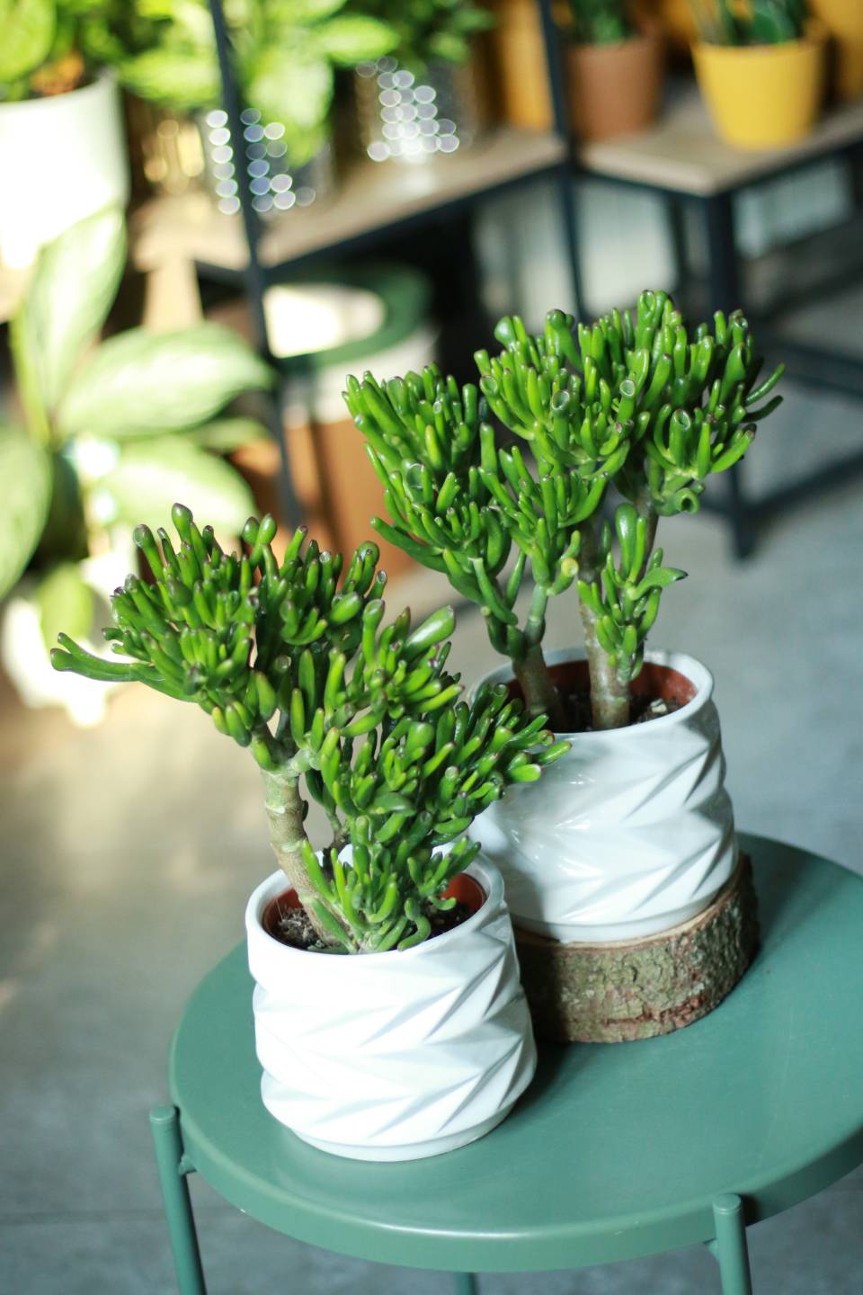 Крассула Хоббит (Crassula Hobbit) 10 см - подарочное оформление