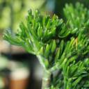 Крассула Хоббит (Crassula Hobbit) 10 см - быстрая доставка в Минске - миниатюра