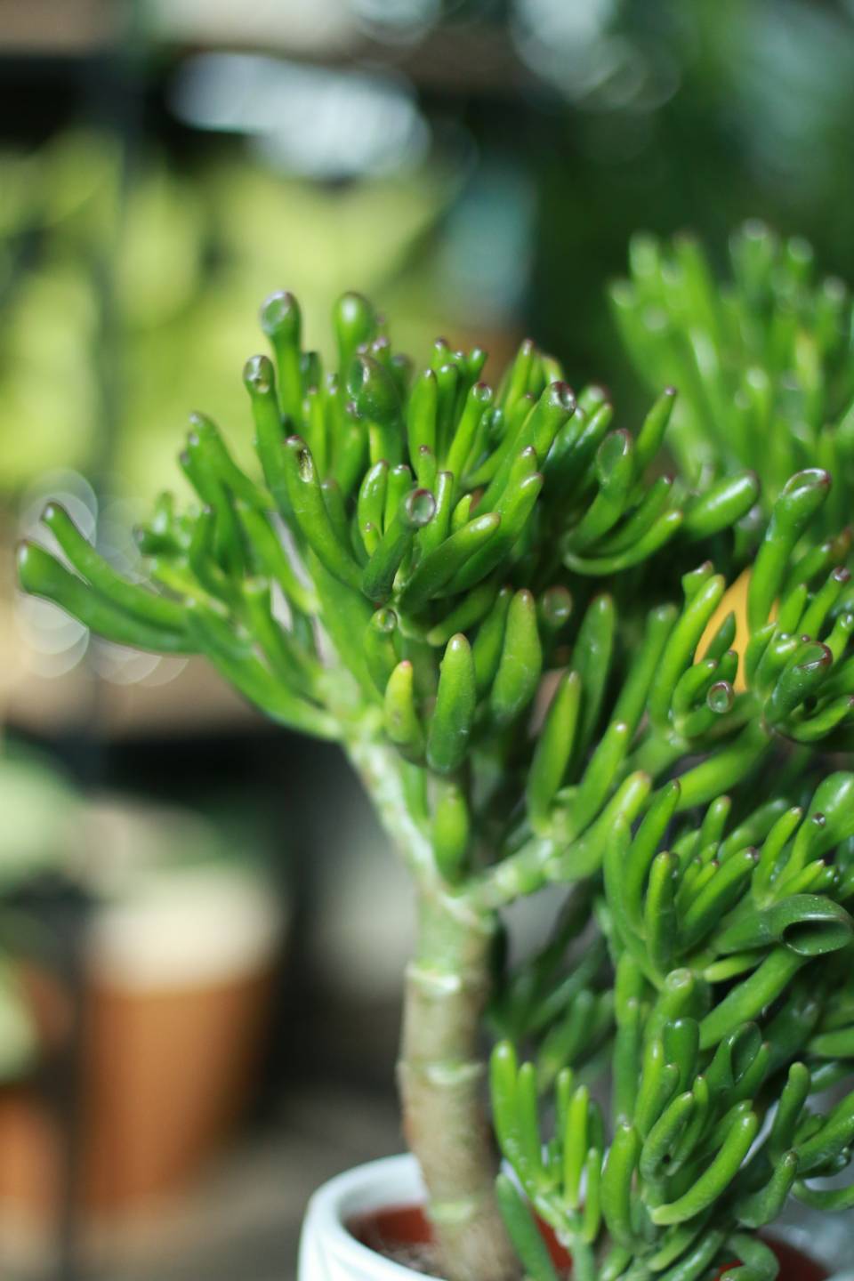 Крассула Хоббит (Crassula Hobbit) 10 см - быстрая доставка в Минске