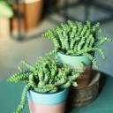 Крассула Марниериана 11-10 - миниатюра