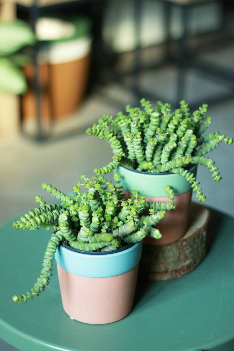 Крассула Марниериана 11-10