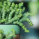 Крассула Марниериана 11-10 - с доставкой по Минску - миниатюра