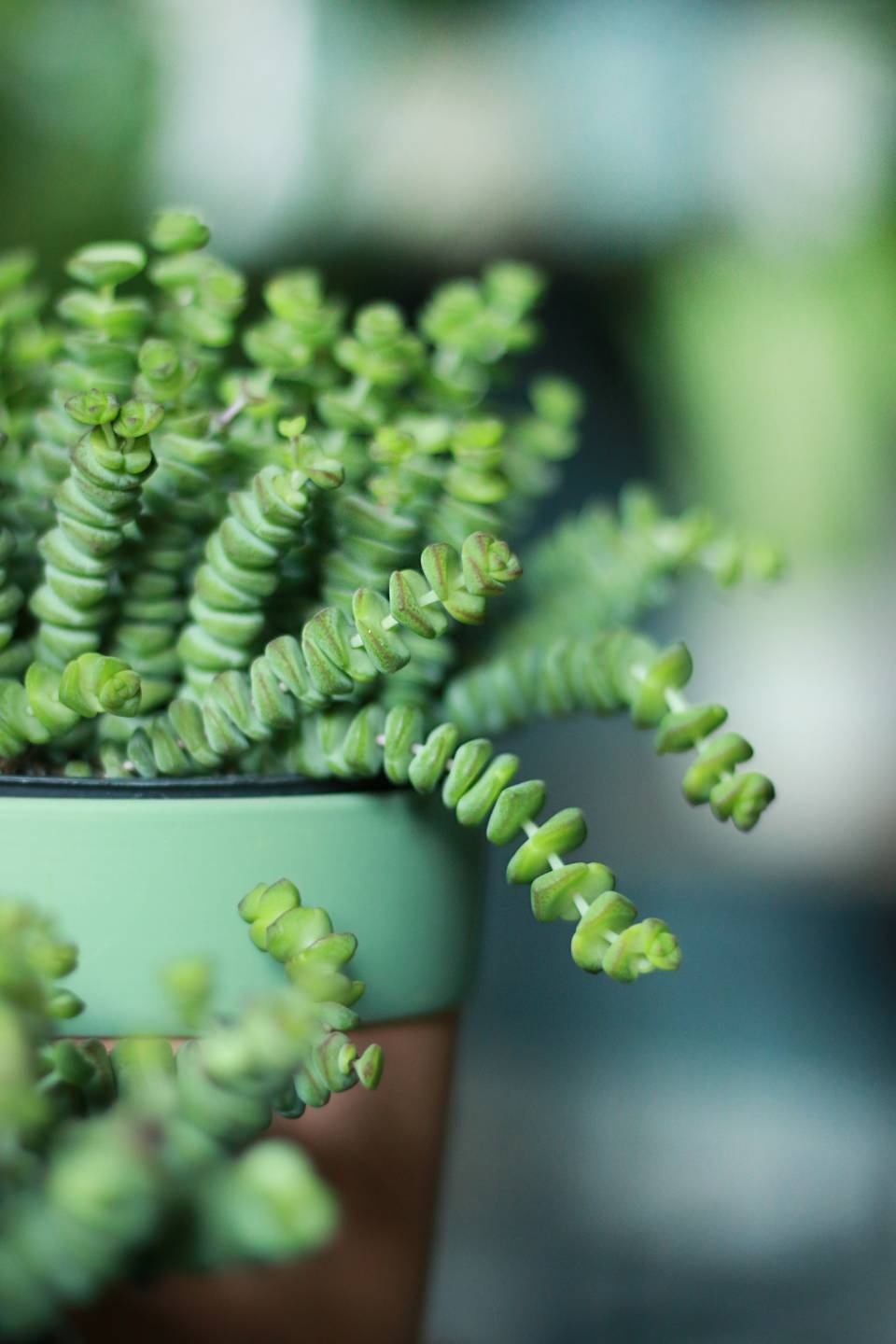 Крассула Марниериана 11-10 - с доставкой по Минску