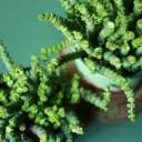 Крассула Марниериана 11-10 - с добавлением зелени - миниатюра 