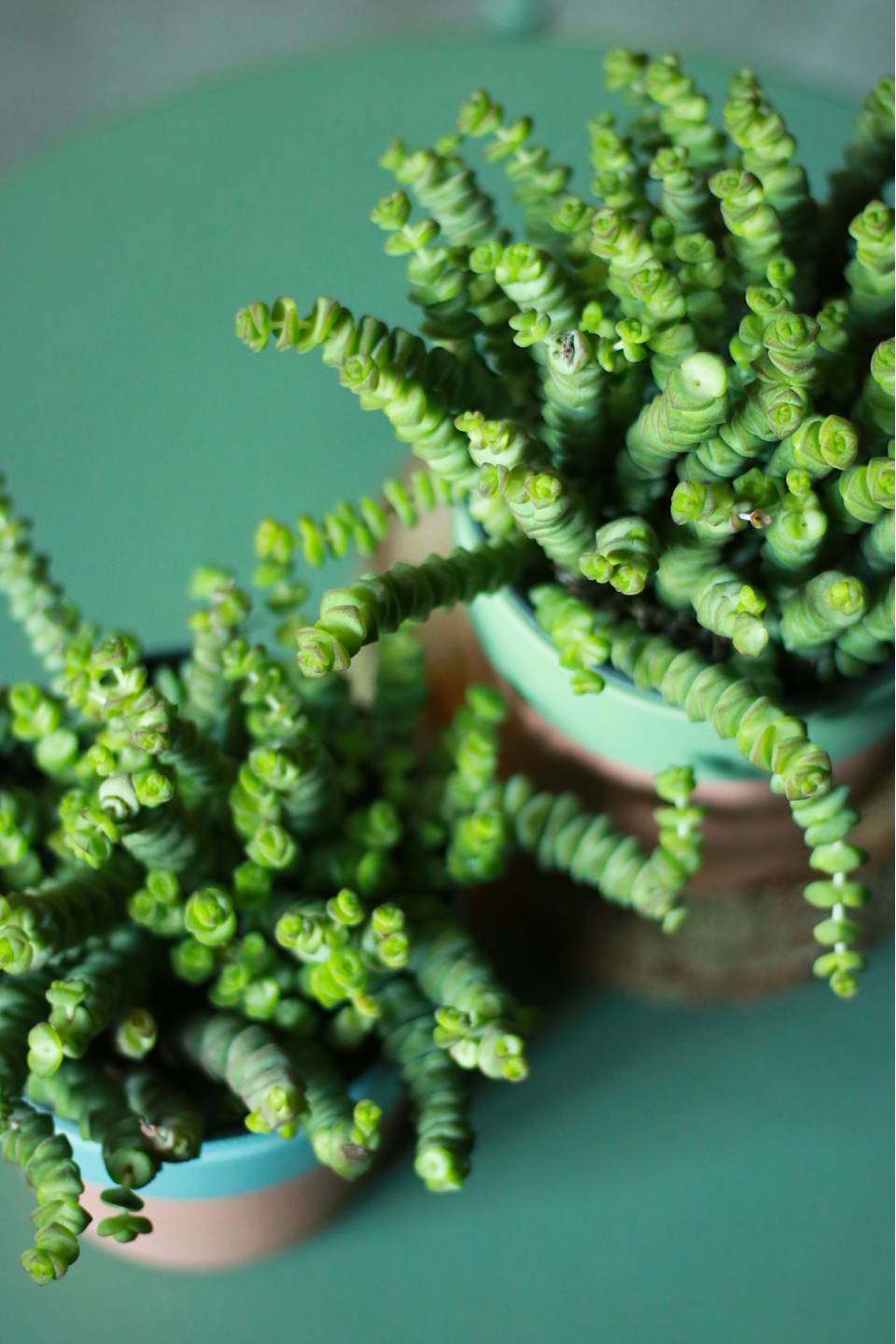 Крассула Марниериана 11-10 - с добавлением зелени