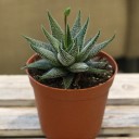 Хавортия (Haworthia) - с доставкой по Минску - миниатюра