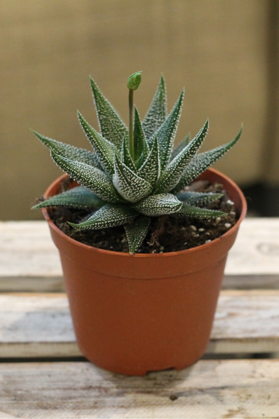 Хавортия (Haworthia) - с доставкой по Минску