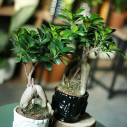 Фикус Гинсенг (Ficus Ginseng) 35 см - подарочное оформление - миниатюра