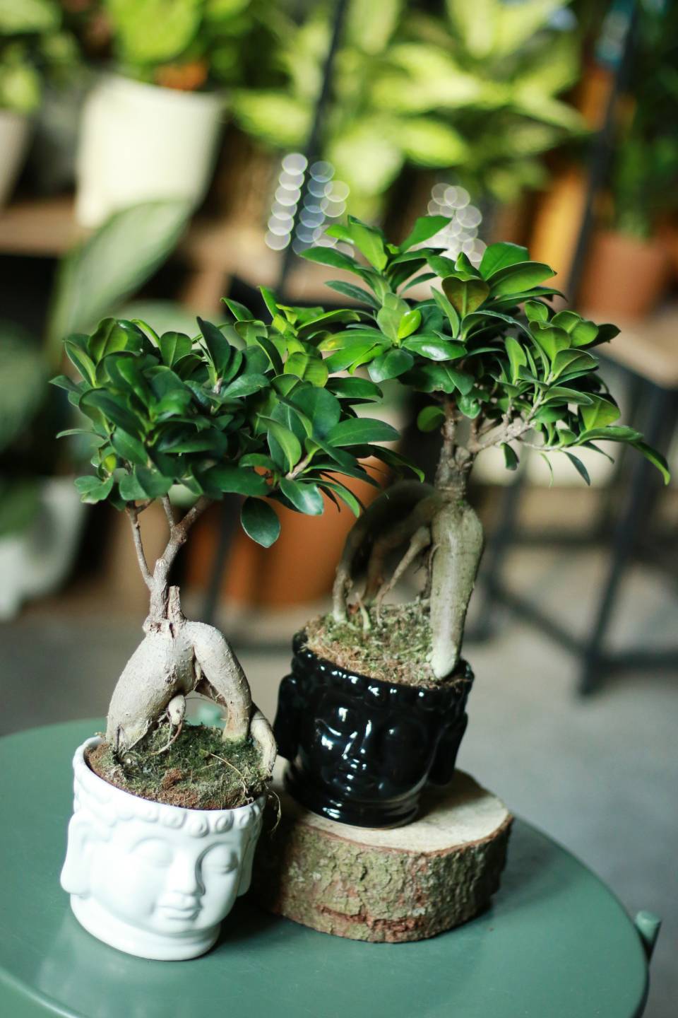 Фикус Гинсенг (Ficus Ginseng) 35 см - подарочное оформление