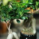 Фикус Гинсенг (Ficus Ginseng) 35 см - быстрая доставка в Минске - миниатюра