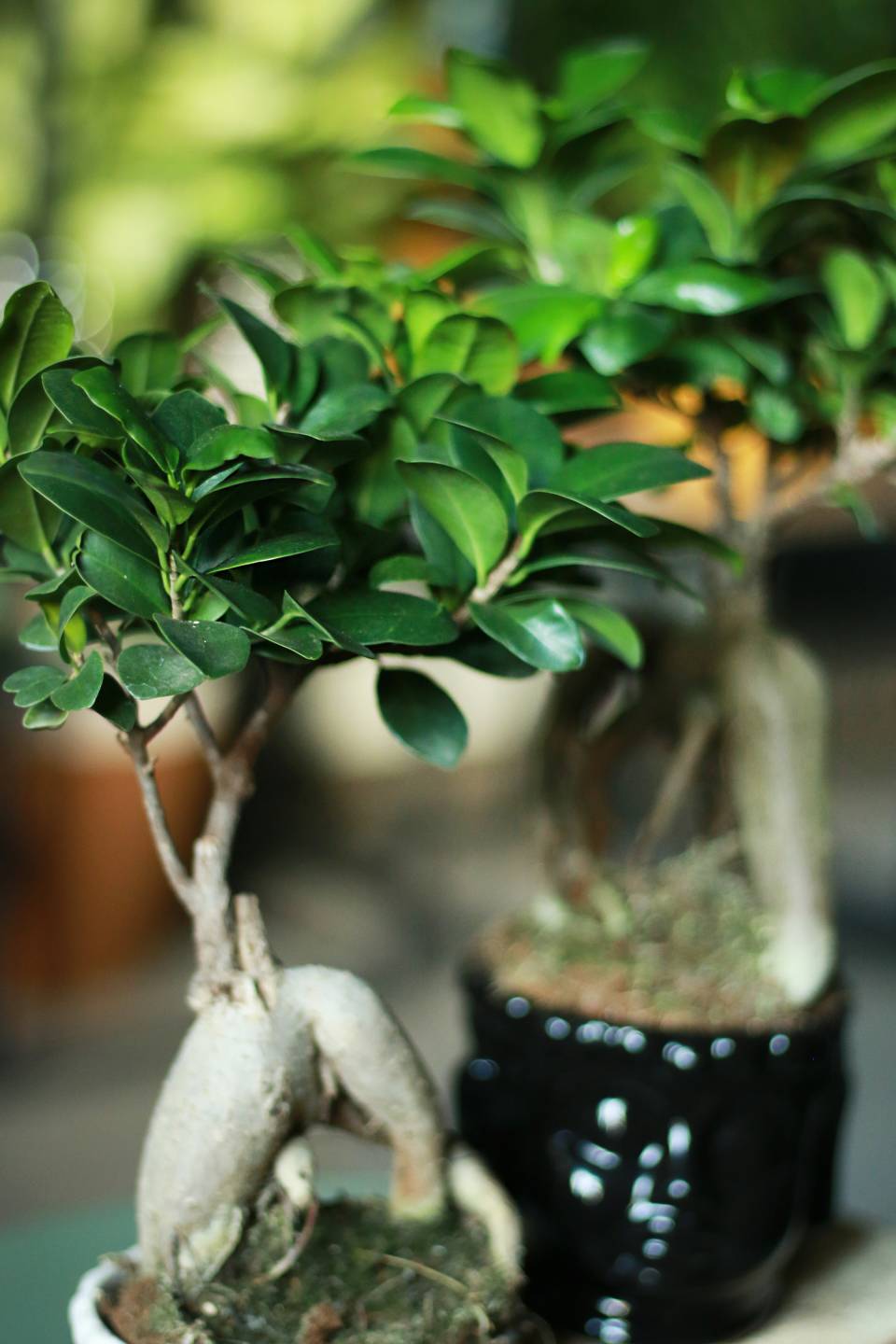 Фикус Гинсенг (Ficus Ginseng) 35 см - быстрая доставка в Минске