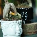 Фикус Гинсенг (Ficus Ginseng) 35 см - для женщины/молодой пары - миниатюра