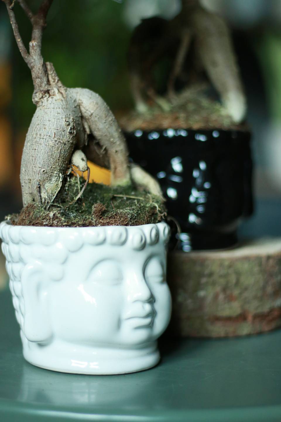 Фикус Гинсенг (Ficus Ginseng) 35 см - для женщины/молодой пары