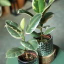 Фикус каучуконосный Эластика Тинеке (Ficus Elastica Tineke) - подарочное оформление - миниатюра