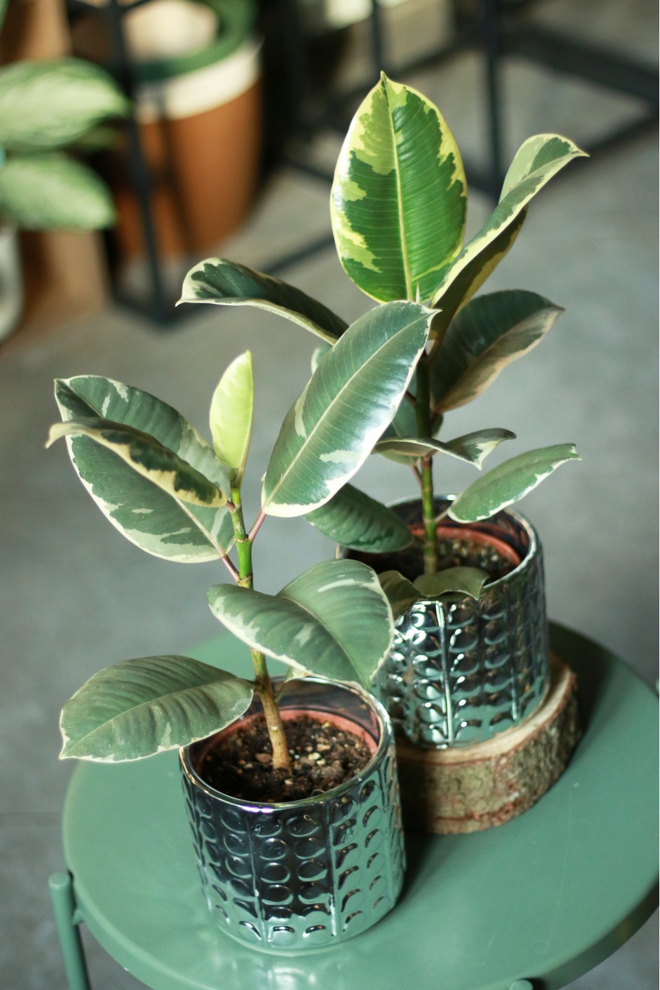 Фикус каучуконосный Эластика Тинеке (Ficus Elastica Tineke) - подарочное оформление