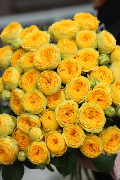 Кустовая роза Luna Trendsetter