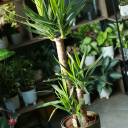 Юкка (Yucca) - миниатюра 8