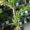 Юкка (Yucca) - миниатюра