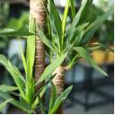 Юкка (Yucca) - миниатюра 9