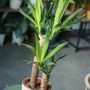 Юкка (Yucca) - для женщины/молодой пары - миниатюра