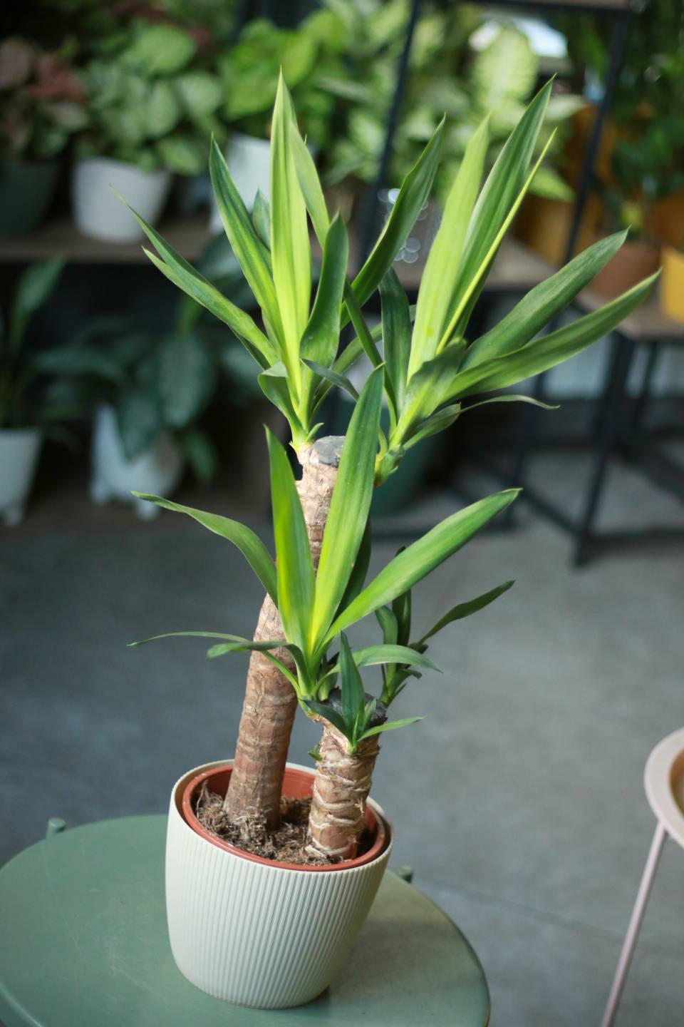 Юкка (Yucca) - для женщины/молодой пары