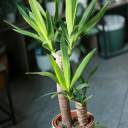 Юкка (Yucca) - быстрая доставка в Минске - миниатюра