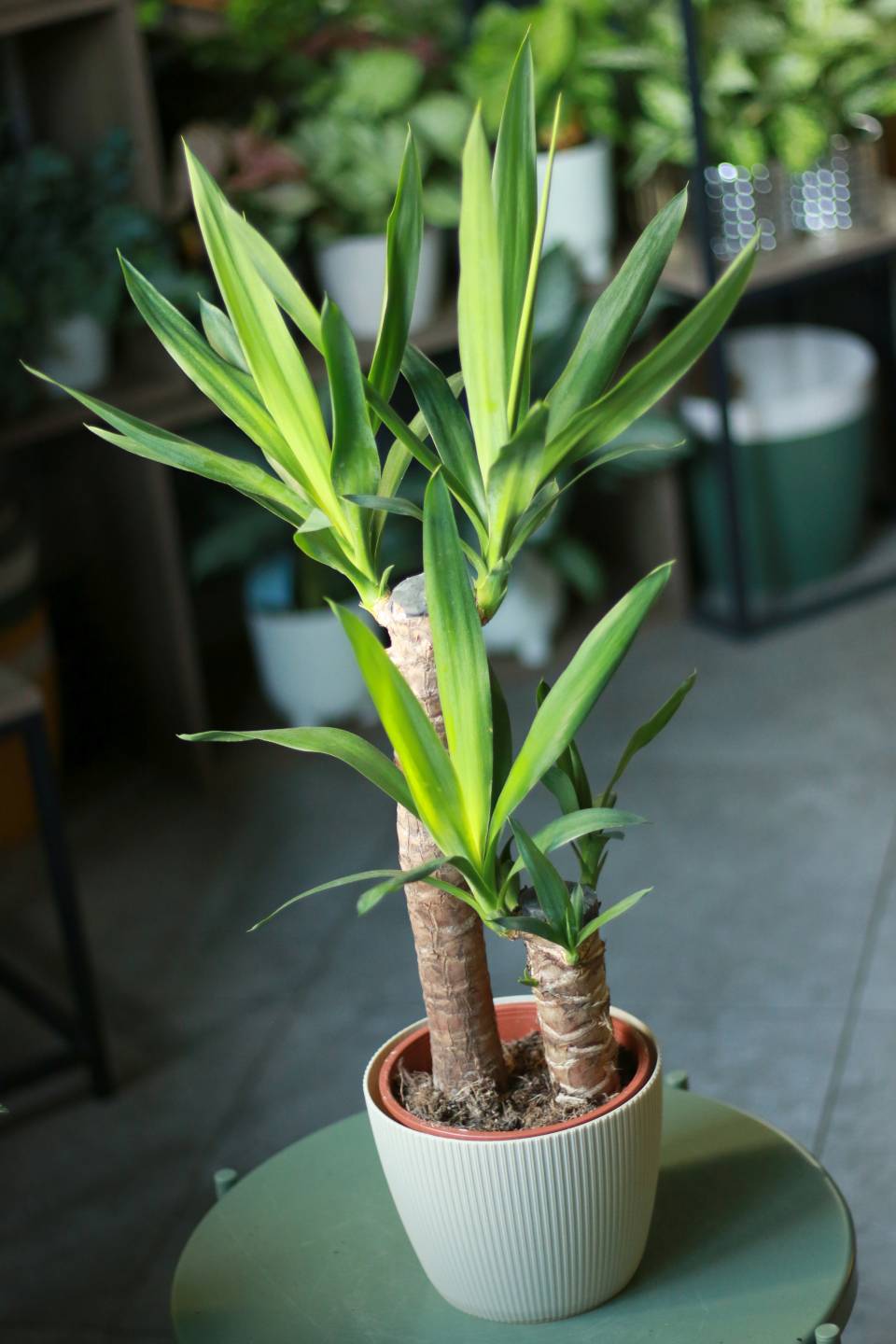 Юкка (Yucca) - быстрая доставка в Минске