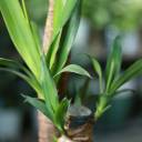 Юкка (Yucca) - миниатюра 7