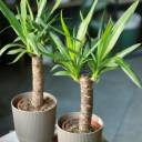 Юкка (Yucca) - с доставкой по Минску - миниатюра