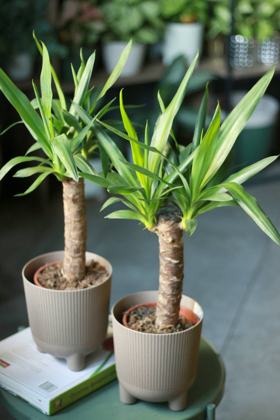 Юкка (Yucca) - с доставкой по Минску