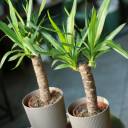 Юкка (Yucca) - с добавлением зелени - миниатюра 