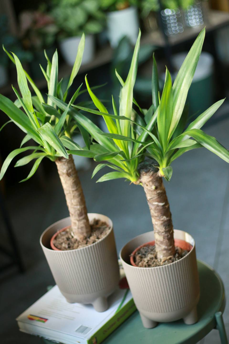 Юкка (Yucca) - с добавлением зелени