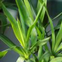 Юкка (Yucca) - подарочное оформление - миниатюра